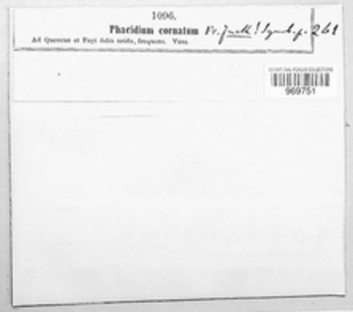 Phacidium coronatum image